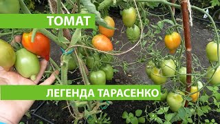 Томат ЛЕГЕНДА ТАРАСЕНКО, очень урожайная лиана, томаты идеальны для консервирования