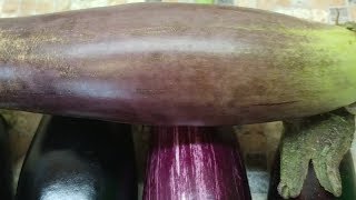 видео: Баклажаны не синеют, а зеленеют - это особенность сорта или ошибка выращивания картинка: Баклажаны не синеют, а зеленеют - это особенность сорта или ошибка выращивания