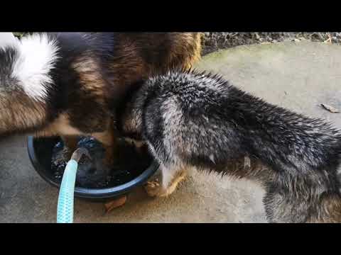 SIBERIAN HUSKY LOVES WATER