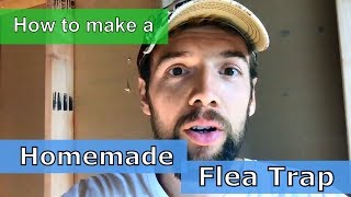 Homemade Natural Flea Trap  Easy and Safe Flea Killer DIY