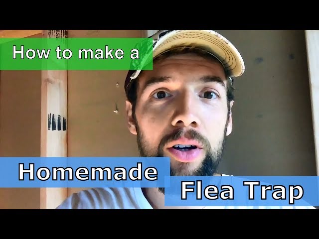 Easiest DIY Flea Trap: Banish Fleas Now! 3 sddefault