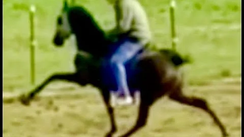 23 MONTH OLD "BABY HORSE" "AS I AM", TWHBEA #21602...