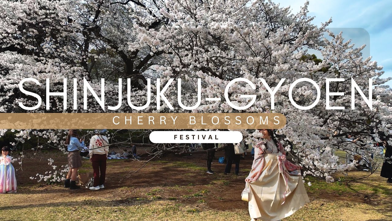 Shinjuku Gyoen’s Most Beautiful Season: The Park Covered in Cherry Blossoms