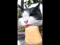 はじめてちゅ～るタワーを見たであろう猫の反応がカワイイ 野良猫 感動猫動画 ASMR #Shorts