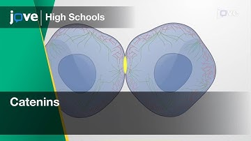 Catenins | Cell Bio | Video Textbooks - Preview