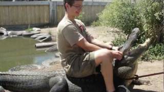 How to wrestle an alligator (and look epic too )