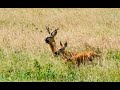Охота на сибирскую косулю с подхода. (Hunting on Siberian roe deer from the approach).