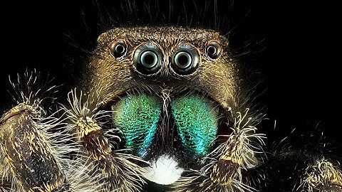 How to Focus Stack a Jumping Spider