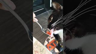 #top #shortvideo #cat #funny #cats #funnyvideo #food #fun #trending