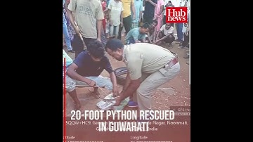 20-Foot Python Rescued in Guwahati