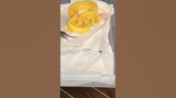 ⚠️⚠️ live feeding #subscribe #livefeeding #python #breeding #snake #ballpython