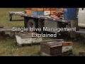 Single Hive Management Explained