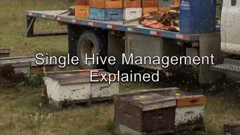 Single Hive Management Explained