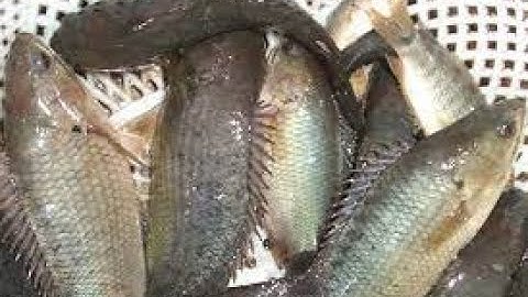 Nguyên nhân và cách khắc phục cá rô giống bơi lờ đờ, cá chết thấy chướng bụng, bong vảy