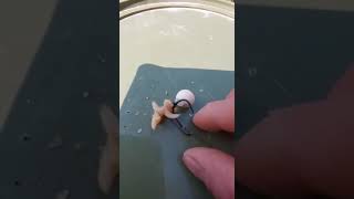 Boilie Ve Canlı Yemi Sazan Balik Avı Oltacı Serdar Gülpunar Ikyemi