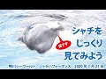シャチをじっくり見てみよう【2020年7月21日　鴨川シーワールド　シャチパフォーマンス】Killer whale performance, Kamogawa Sea World, Japan