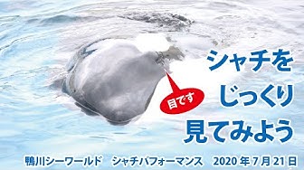 シャチ Youtube シャチ Youtube