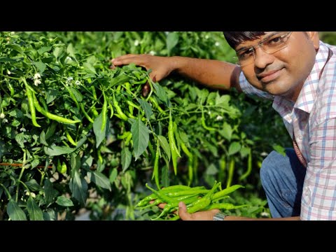 Best chilli plot varayti sonal and fertigation products total use ...