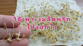 วิธีเพาะเมล็ดพริกให้งอกไว || เทคนิคการเพาะเมล็ดพริกให้งอกไว (1 Feb. 21)