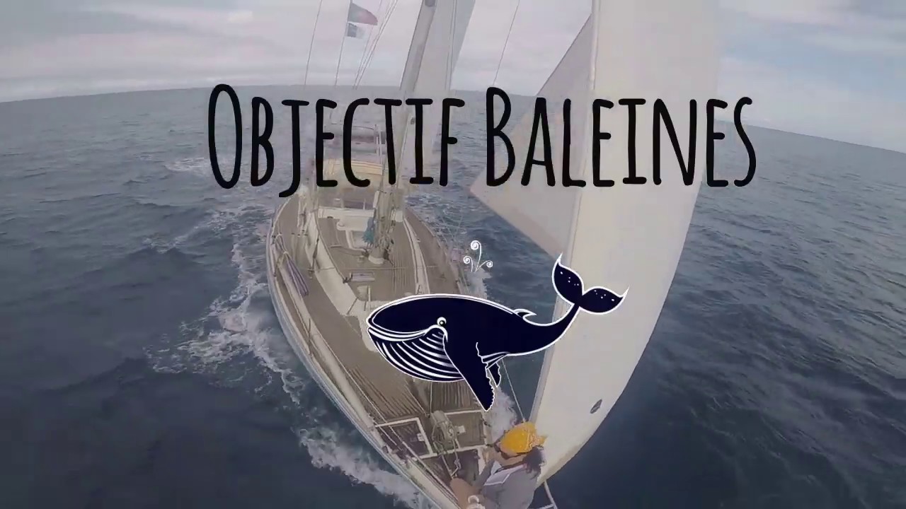 De Pico à Faial : des cachalottes, un casier