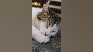 Reasons Your Cat Has a Swollen Paw | Discover What May Be the Cause | Pets Guideline