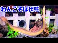 今日のウナギは食べまくり。