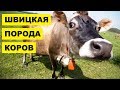 Швицкая корова разведение, содержание и уход для бизнеса | Швицкая порода коров