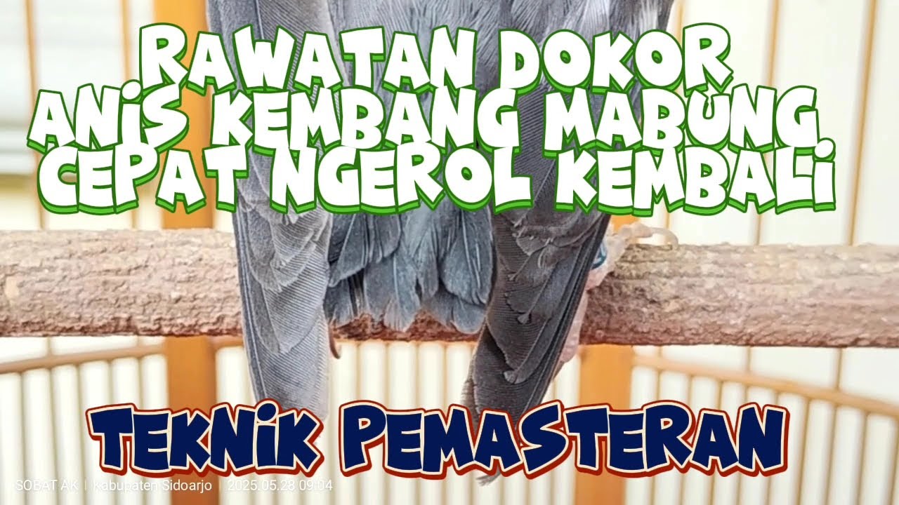 Rawatan Anis Kembang Dorong Ekor (DOKOR) dan Teknik Pemasteran Auto Cepat Ngerol Kembali