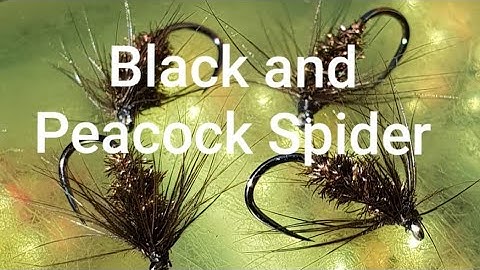 Black and Peacock Spider