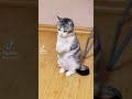 So cute dancing kitty mweow🦊😂🥰 #catlover #funnyvideo #viralshorts #kittensofinstagram
