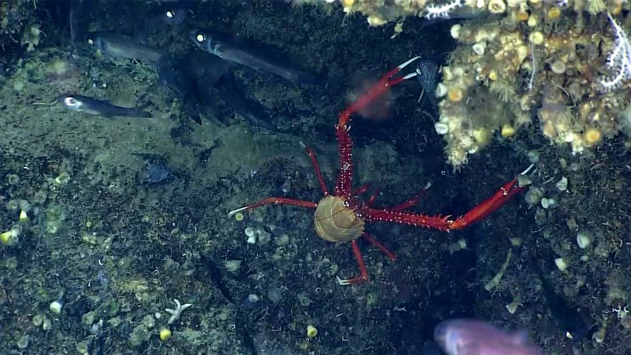 Риболов. NOAA Office of Ocean Exploration and Research, Gulf of Mexico 2018