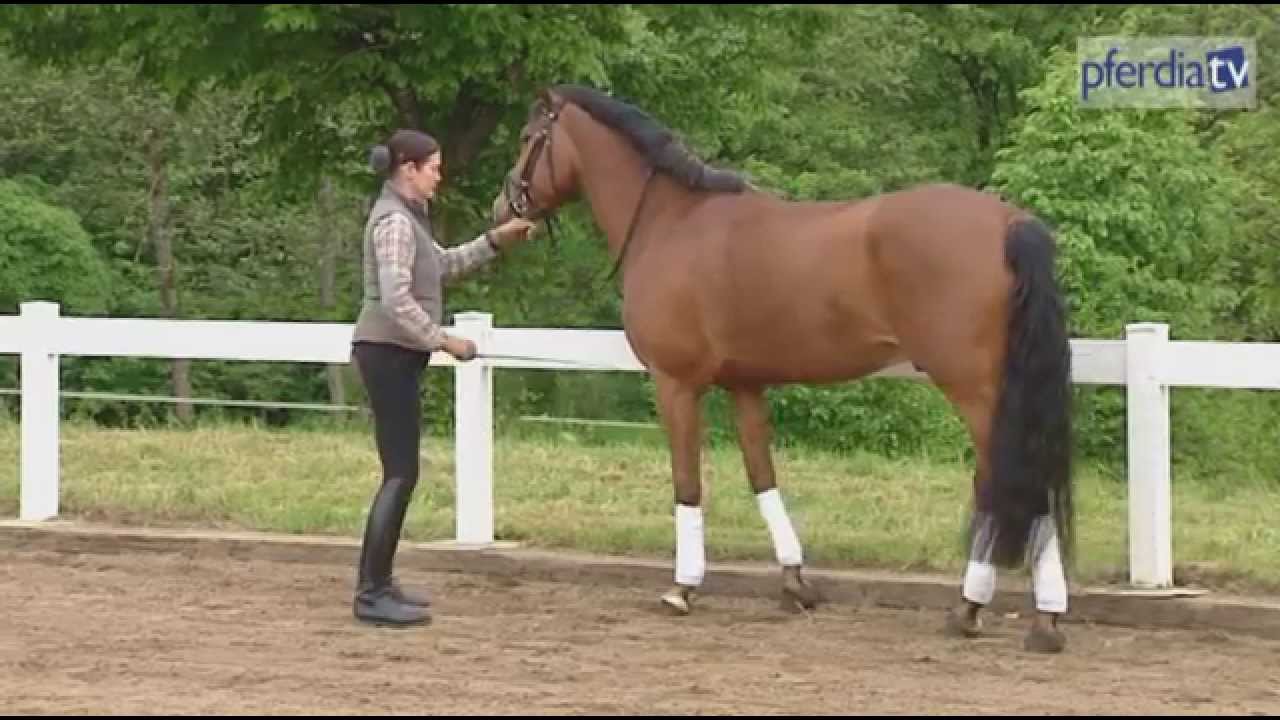 So Bringt Man Dem Pferd Den Spanischen Schritt Bei Karin Hess Muller Youtube