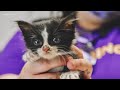 Shelter takes in animals displaced by Hurricane Laura