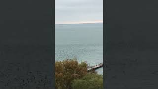 Огромный косяк хамсы у берега Керчи попал на видео