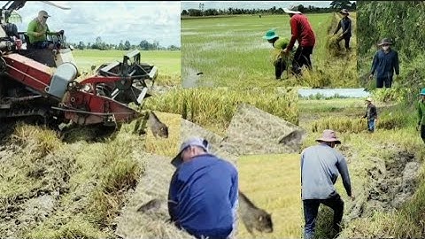 Máy cắt lúa bắt chuột lung tung máy anh nhất đồng Kinh Ngang
