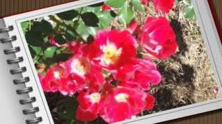rose garden shreveport Louisiana