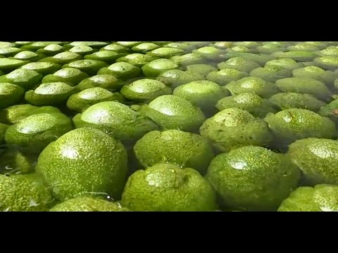 Avocado oil is growing in popularity in Africa, but how is it made?