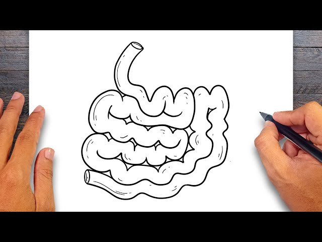 Small Intestine Drawing For Kids Easy