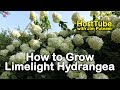 How to grow Limelight Hydrangeas (Hydrangea Paniculata or Tree Hydrangea)