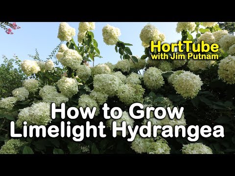 Video: PeeGee Hydrangea Care: Gojenje drevesa hortenzije PeeGee