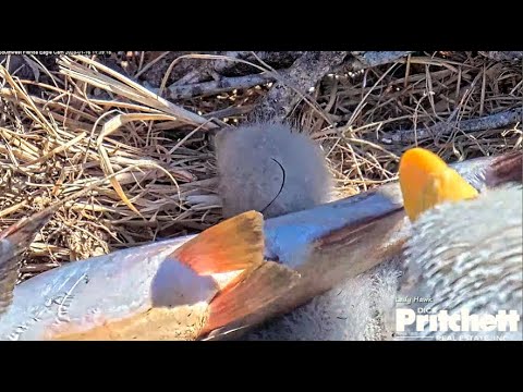SWFL Eagles ~ Harriet SLAPS A CATFISH RIGHT ON the NECK Of E22 ? Now That Is A BIG WET BONK! 1.16.23