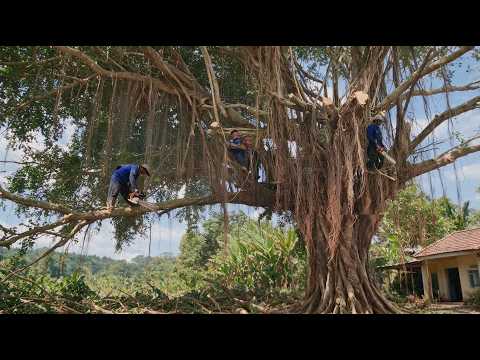 Cưa cây Si siêu khủng trước sân / Cutting down the giant fig tree in the front yard | 2/2 | P38,