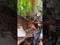 Tesla checking out my art table! #art #acrylicpainting #oilpainting #cat #singlelife #projectoflove