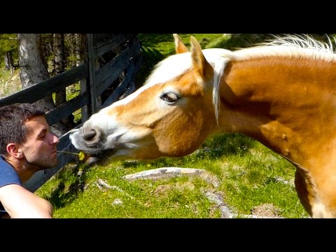 Video: Avelignese Pferderasse Hypoallergen, Gesundheit Und Lebensdauer