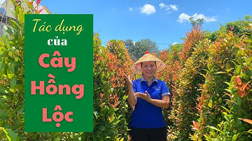 Cây Hồng Lộc- cây cảnh đẹp- cây phong thủy