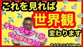 【チューリップ球根】チューリップを長く咲かすテクニックとは？チューリップ業界は想像以上に発展してます！オランダ産・国産？その違いは！？さくチャンネルVer16【園芸】【初心者】【球根】【チューリップ】