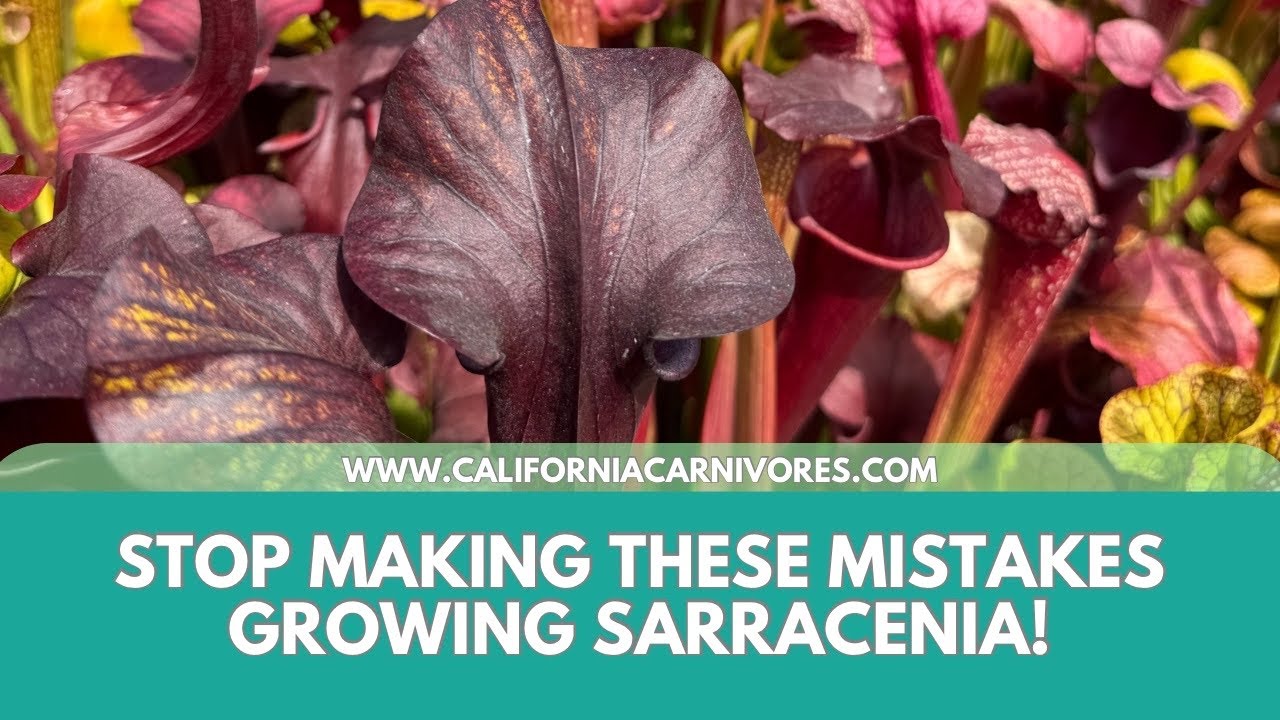 Stop Making These Mistakes Growing Sarracenia