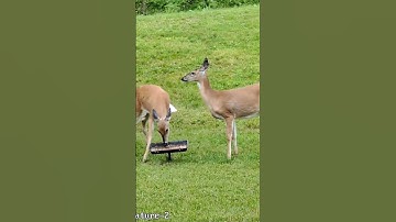 A buffet of wildlife! #reolink #trackmix #reolinkcam