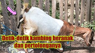 The moments of a goat giving birth and its help