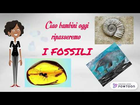 I FOSSILI